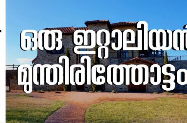 Vlogs by Ani / 115 - ഒരു ഇറ്റാലിയൻ മുന്തിരിത്തോട്ടം | Italian Vineyards