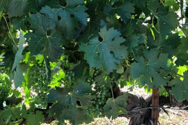 Vincent Arroyo Family Winery- Tasting Spanish & Italian Library Wines