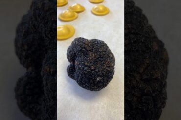 Quick Update by Randy and Chef Filippo ~ and Ravioli filled with Italian Truffles