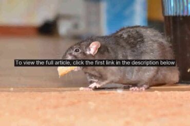 NYC restaurant customers bothered by rats while dining outside: report