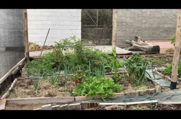 Farm to Table - Red Pepper Pesto