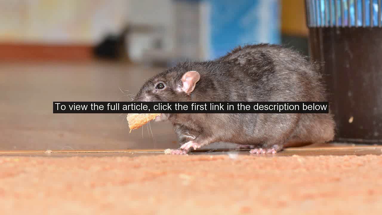 NYC restaurant customers bothered by rats while dining outside: report NYC restaurant customers bothered by rats while dining outside: report