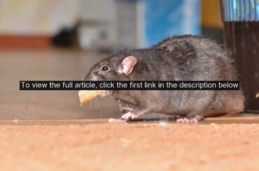 NYC restaurant customers bothered by rats while dining outside: report