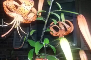 Tiger lilies