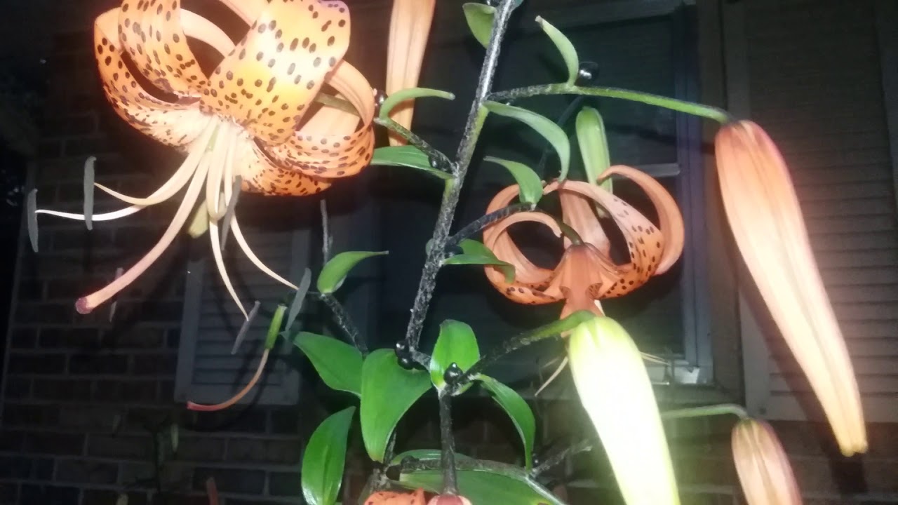 Tiger lilies Tiger lilies