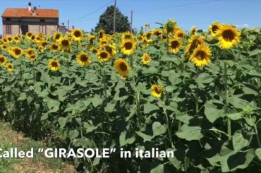 Italy Unfiltered sunflower bloom July in Tuscany