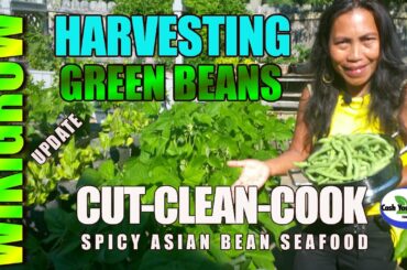 ASIAN COOKING OUTDOORS / Wiki Grow System Update. Cut Clean and Cook Asian Spicy Bean Seafood.