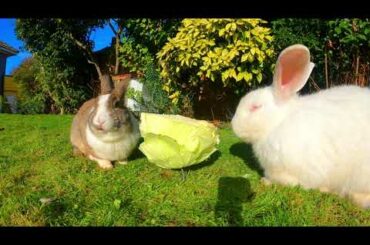 Rabbits  al fresco dining