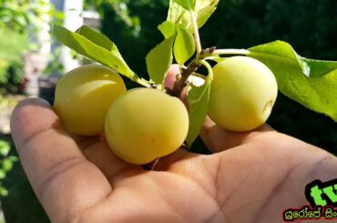 BEAUTIFUL ITALY , Bella Italia  , සංචාරය  ඉතාලියේ