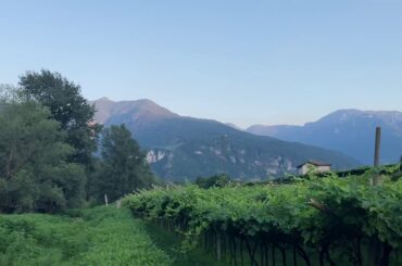 Trentino Vlog || Italy || Grape Fields|| Mountain|| wine