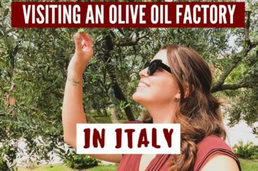 Visit An Olive Oil Factory In Verona, Italy