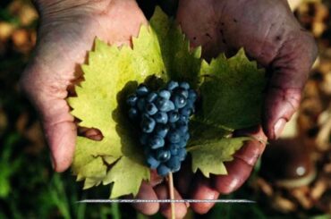 Lesser known grape varieties of Italy #italiangrapes #italy #winesitaly #grapesItaly