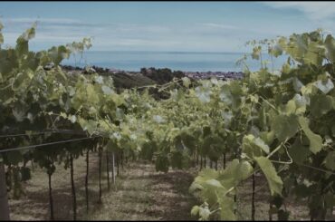 VINEYARDS | ABRUZZO PECORINO | TERAMO | THE PORTRAIT OF ABRUZZO'S WINES