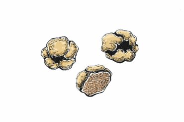 How to draw white truffle