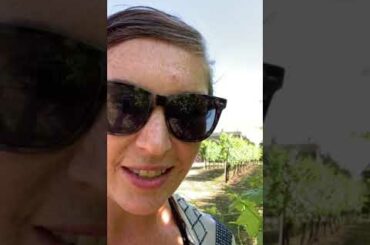 The Vino Cru: Alexa Talks Veraison