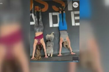 What's Trending: Wine windows, Jellyfish fireworks & Gym dog