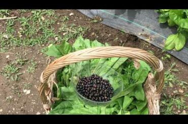 Amazing Simple Life in the Mountain of Italy | Easy Meals | June 2020 Garden Harvest | Mountain Cook