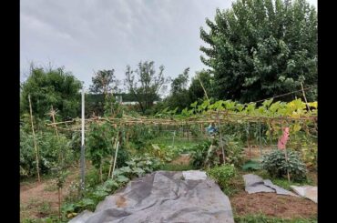 Pick and cook sa Bukid Milan Italy