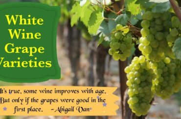 Chardonnay | Riesling | Sauvignon Blanc | Chenin Blanc | 4 Popular White Grape Varieties
