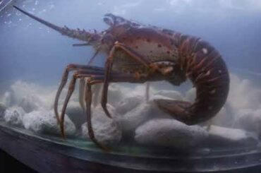 Italian Restaurant at Hyatt Ziva. Cancun Mexico.