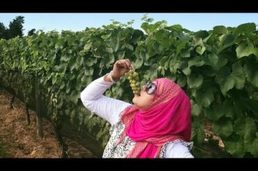 Vlog#298 Grape garden/how to make traditional Wine