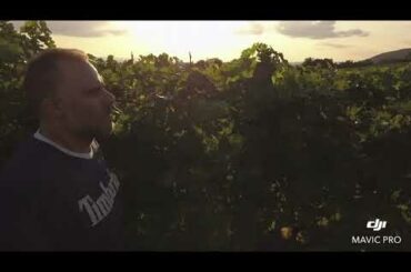 Seraphim Wines in Tuscany