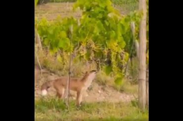 When the fox gets to the grapes | Italy, Valdobbiadene 🦊🍇🌿🦊