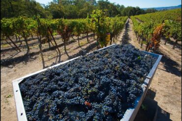 How Climate Change Is Altering Your Favourite Glass Of Wine