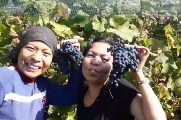 First time harvesting grapes/ Inday vlog / Buhay Italy
