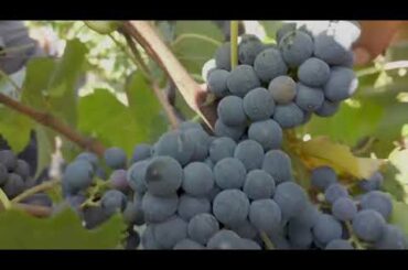 Virus forces changes in Italian grape production