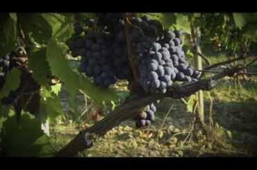 Tenuta Cappellina - We Make Wine in the Vineyard