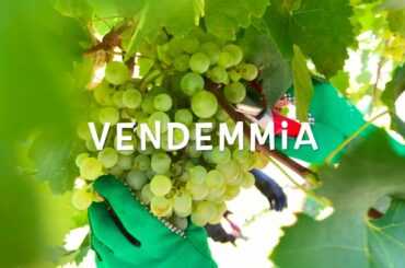 Harvesting Wine Grapes (La Vendemmia)