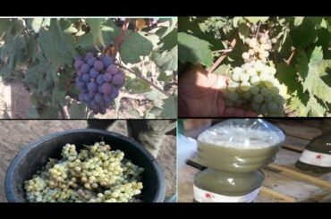 ইতালিয়ান খুব সহজেই যেভাবে vino drink তৈরি করে থাকে/ Italians make wine drinks very easily