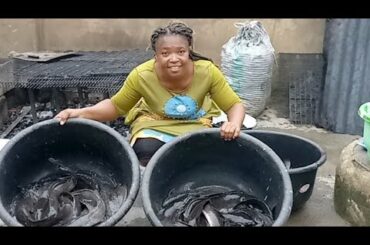 Drying OF Customer Fish Going To Uk, USA, Germany And  ITaly