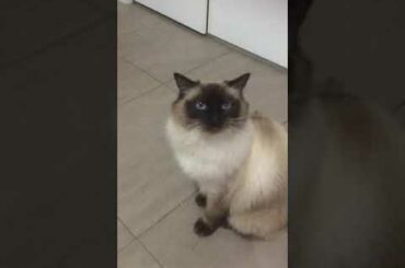 Cat prefers Italian Cuisine!