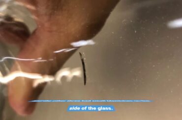 Paksh Novelty Italian Highball Glasses [Set of 6] Clear Heavy Base Tall Bar Glass - Drinking Gl...