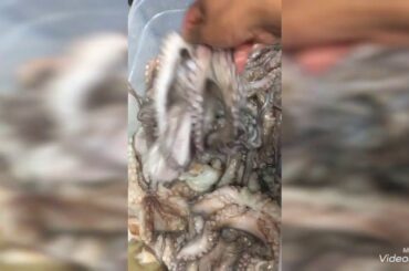 OCTOPUS 🐙 FISH COOKING 🥘