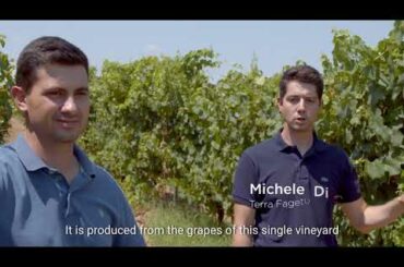 Introducing Salsedine Pecorino Wine