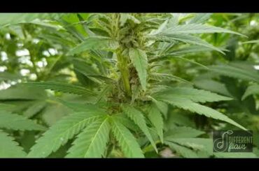 CBD plantation in Italy, harvest coming soon, new genetic 2020 dflavs