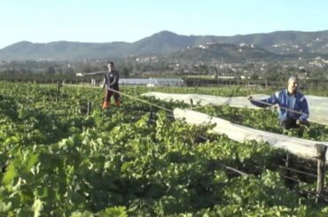 Italian Grape Festival  | Colonna Sagra dell'Uva Italia Festival | Italy Food Roots