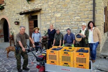 Grape Harvest 2020 Marradi Italy