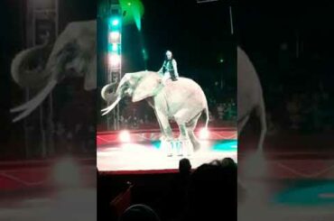 Italian circus video || beautiful elephant circus😍