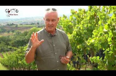 Gusto Wine Tours in Montefalco, Umbria