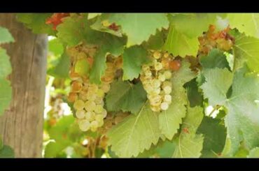 Around the vineyard with Andrew