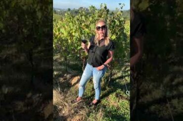 Italian Wine for the Holidays with Free Shipping!