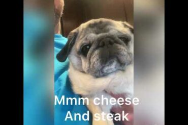 Poppy cooks! Italian style cheesesteak!