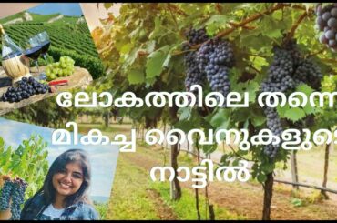 ലോകത്തിലെ തന്നെ മികച്ച വൈനുകളുടെ നാട്ടിൽ | Discover the Flavors in the Tuscan Vineyards|Travel Vlog
