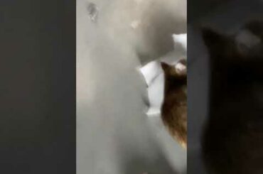 Peppino and Kiki have a dinner date