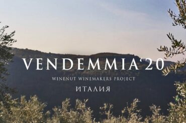 VLOG 3 | Сбор винограда, Италия | Vendemmia 2020 | Colli Berici, Veneto, Italy