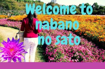 Nabano no Sato’s October Theme (Dahlia, Cosmos and more)